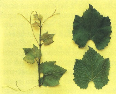Chasselas x Berlandieri 41B szolo